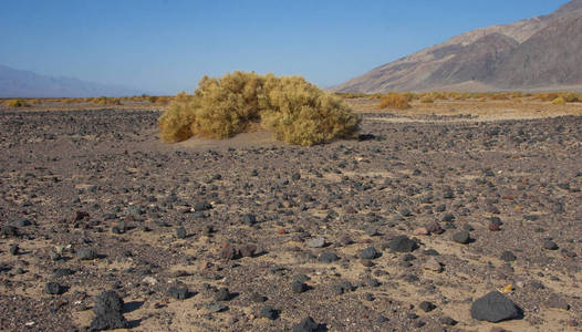 美国加州死亡谷国家公园沙漠植被