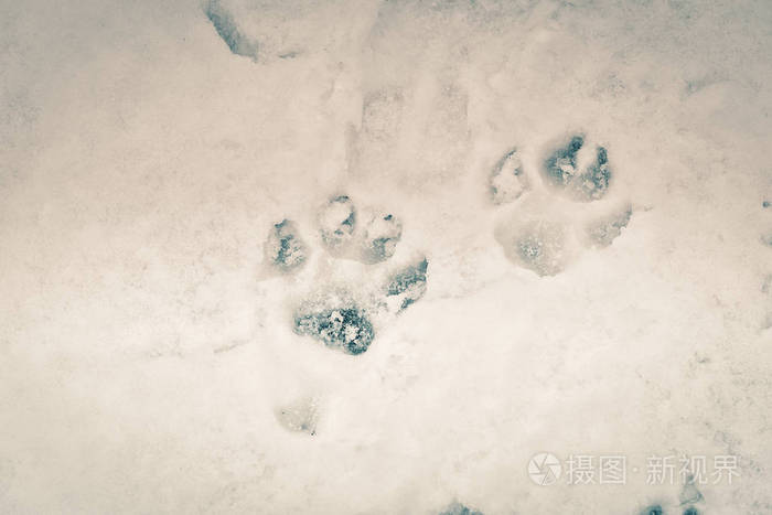 雪中动物的痕迹. 鹿,驼鹿,狼,狐狸或狗爪在森林中的脚印.