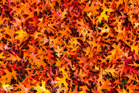 金色秋叶壁纸图案背景。