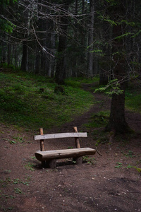 松林里的木凳