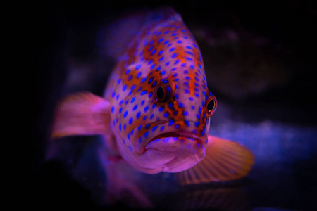 红海贝水族馆海鱼宠物野生动物图片