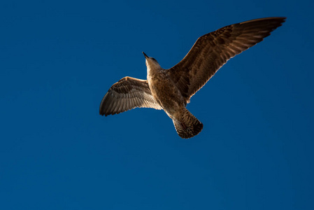 一只海鸥在蓝天上飞翔