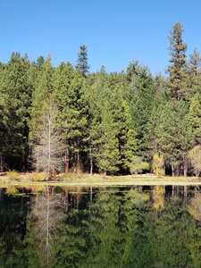 俄勒冈州中部森林中美丽的树木在阳光明媚的秋天在一个静止的池塘里发出尖锐的反射。
