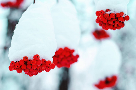 雪覆盖的红罗旺浆果靠近