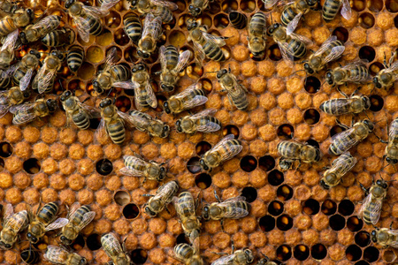 蜜蜂在蜂巢上的特写，选择性聚焦复制空间