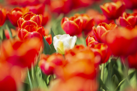 一朵白色荷兰郁金香在春天荷兰的红色花坛中生长