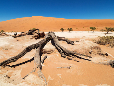 死的骆驼楂树和根对红沙丘和蓝天在死谷盐盘。 450年的枯树。 纳米比亚纳乌克鲁夫特国家公园