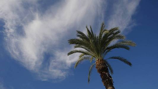 蓝蓝的天空背景上的绿色棕榈树