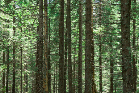 森林树木。 大自然绿色木材阳光背景