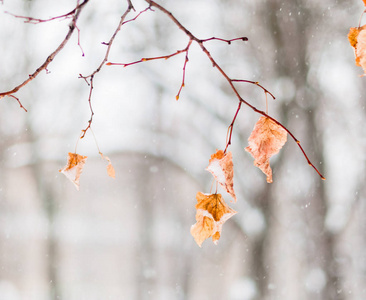 在雪下的林登枝