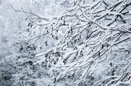 雪下的一根树杈