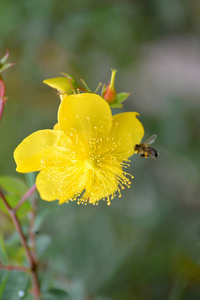 s wort Hypericum calycinum L., a flower close up with a bee