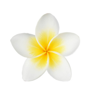 在白色背景上分离的Frangipani花