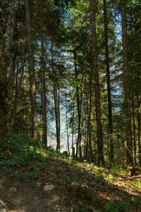 法国东部阿尔萨斯沃什山脉拉克维特周围森林的壮观秋景