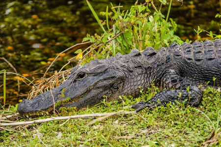 佛罗里达州埃弗格拉斯国家公园的安辛加小径鳄鱼