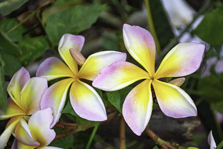 花园中的黄色花朵或梅花。