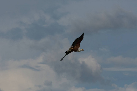 非洲鱼鹰飞翔。福纳