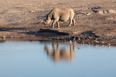 非洲国家公园水中犀牛