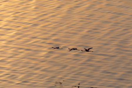 火烈鸟在水面上飞翔。野生动物图片。