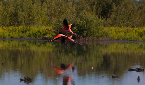火烈鸟飞在湖面上。 野生动物图片。