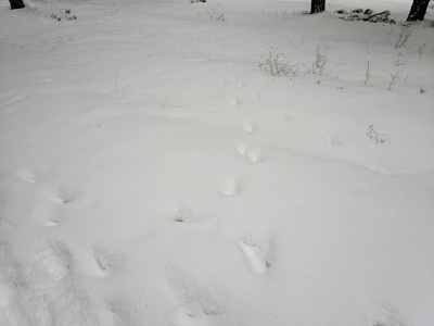 雪中的痕迹很多雪