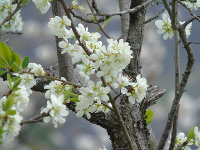 意大利提格列托2018年4月23日美丽的标题，从村庄的一些花在春天与一个伟大的天空，低角度观看白色樱花在春天蓝天