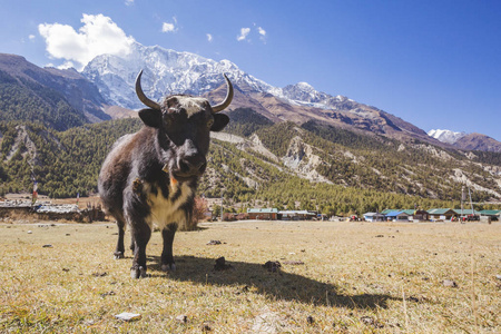 尼泊尔喜马拉雅山牦牛放牧图片