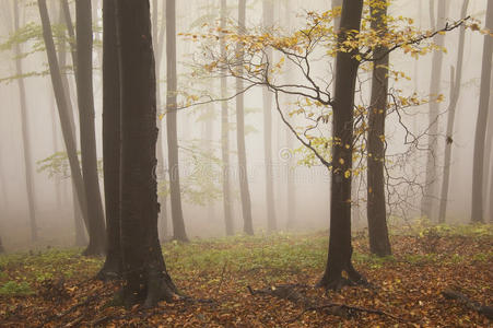 秋天有雾的森林里五彩缤纷的树木