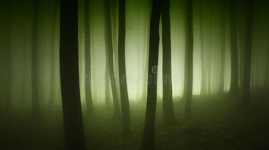 神秘森林，绿色雾槽树
