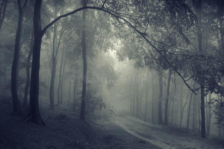 雾蒙蒙的森林里树枝下的路图片