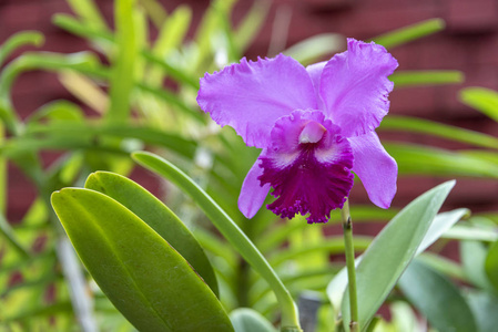斯里兰卡植物园2015年8月兰花盛开