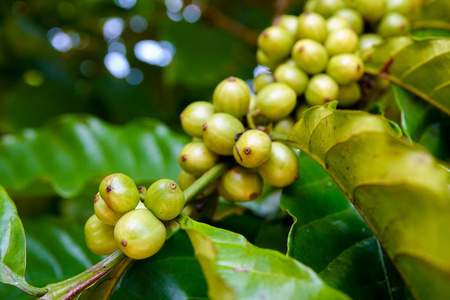 咖啡农场里的绿色年轻咖啡豆。 选择性聚焦。