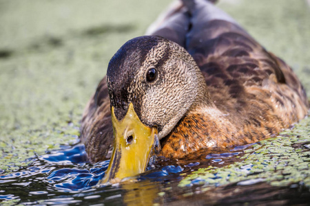 野鸭靠近一只野鸭在水上游泳在池塘里。 一只迷人的野鸭的肖像，头上有水滴。