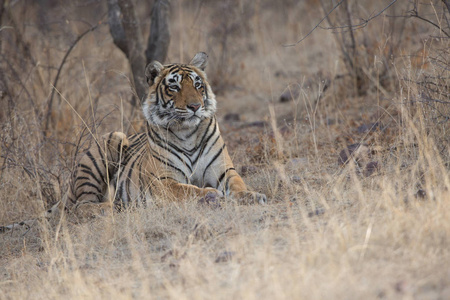 印度老虎躺在班加夫国家公园