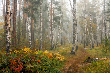 森林。雾。秋叶。秋色。在森林里散步