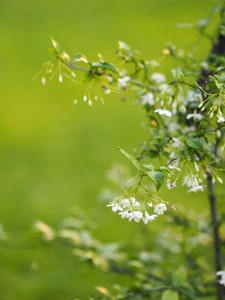 白花橙茉莉花美丽的午餐