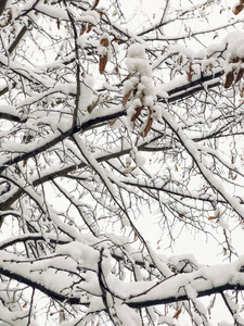 冬天雪下树枝的背景
