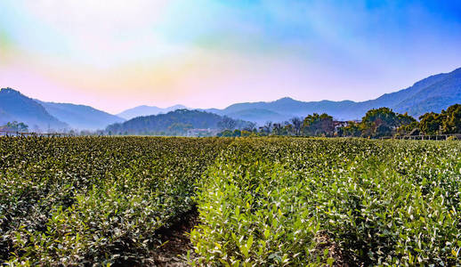 中国绿茶种植园和山丘