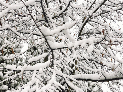 冬天雪下树枝的背景