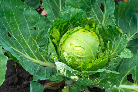 卷心菜在农田里吃昆虫和害虫。