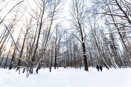 冬季暮雪覆盖的城市公园景观图片