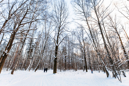 冬季暮雪覆盖城市公园景观图片