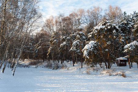 在阳光明媚的冬日，公园里满是冰和雪的树。