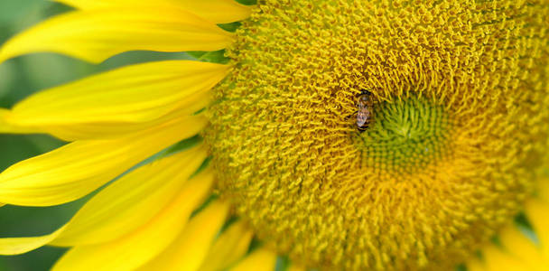 用小蜜蜂合上美丽的太阳花