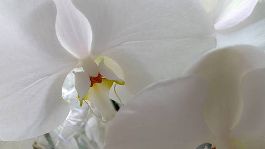 兰花。 花兰花的照片