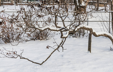 一个美丽的老梦幻般的分枝棕色丁香树与白雪和黄色的叶子在公园在冬天在白色雪背景