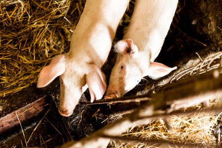 猪圈里的泥巴猪。食品生产理念在国内条件下。小猪在他们的盒子里放着干草。乡村食品生产理念