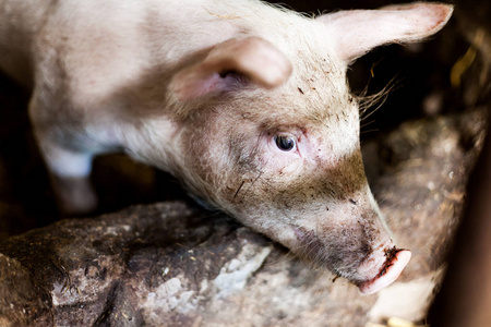 猪圈里的泥巴猪。食品生产理念在国内条件下。小猪在他们的盒子里放着干草。乡村食品生产理念