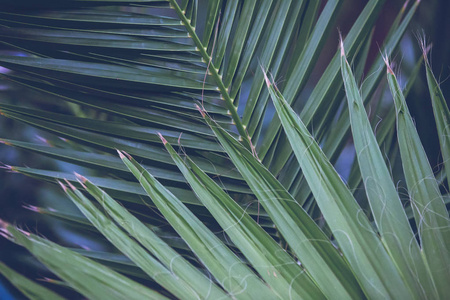 棕榈叶深绿色背景。 椰子棕榈树。 大气丛林Instagram风格的照片。