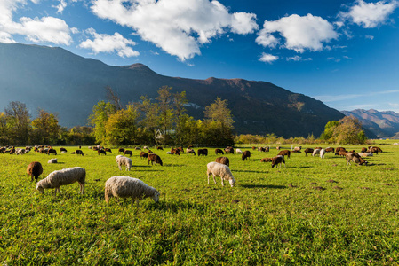 在山上的绿色牧场上放牧的羊。
